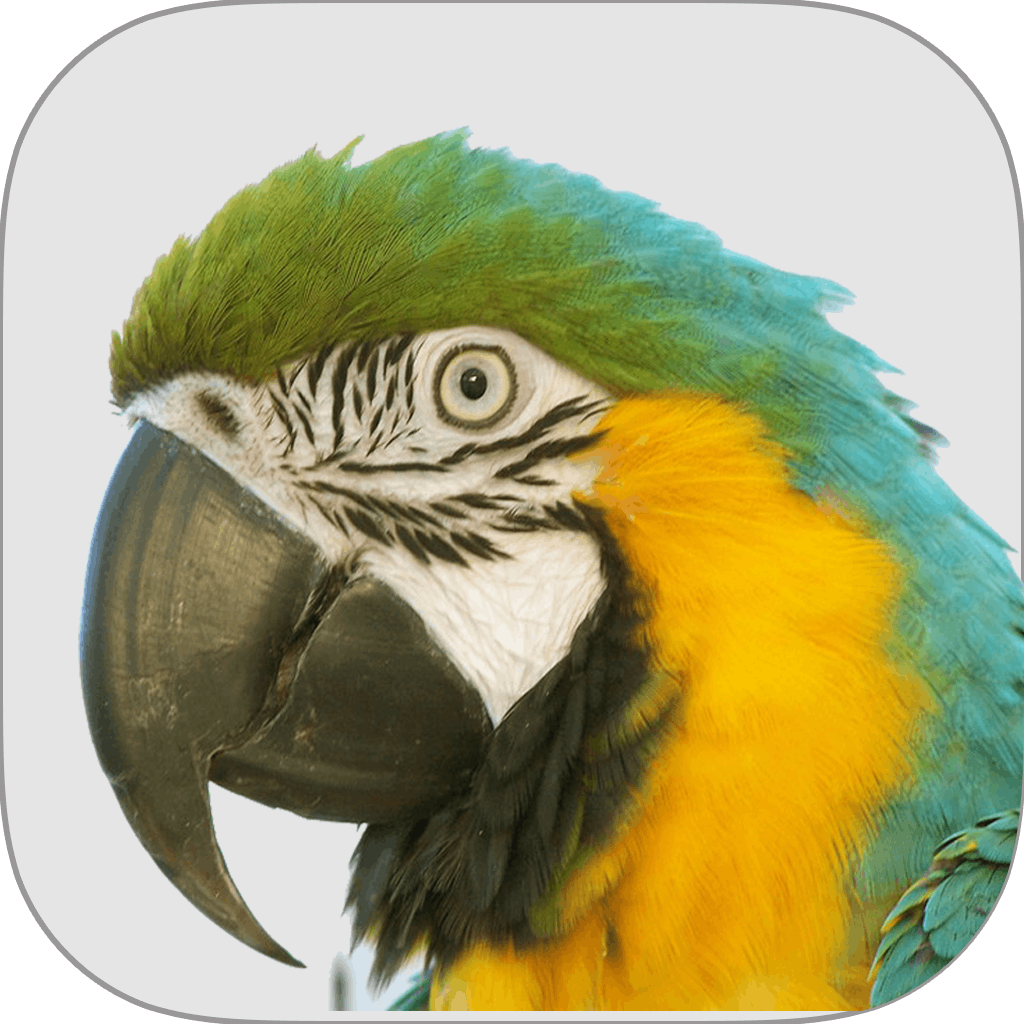 Macaw